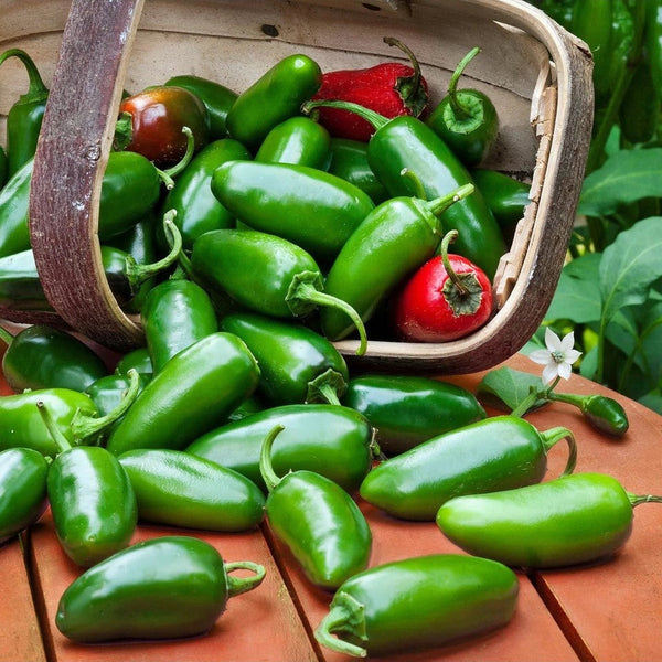 Organik Jalapeno Biberi 0.5 kg
