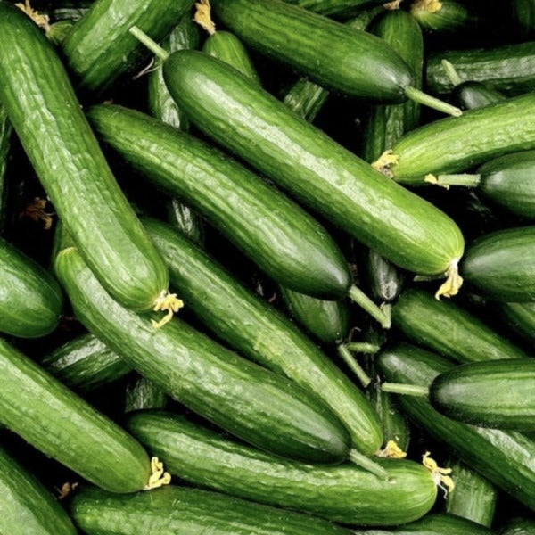 Organik Salatalık 0.5kg