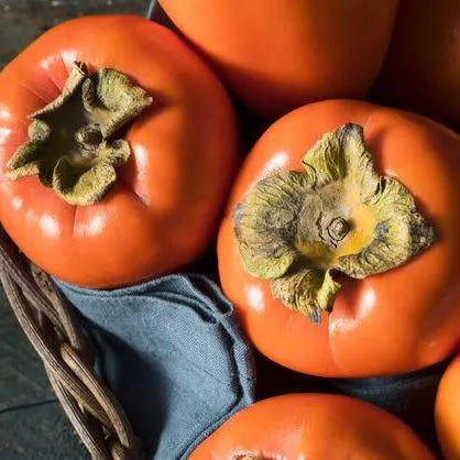 Organik Trabzon Hurması 0.5 kg