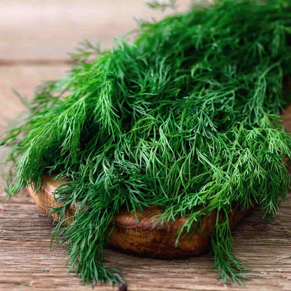 Organik Dereotu 1 Demet