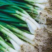 Organik Yeşil Soğan Demet